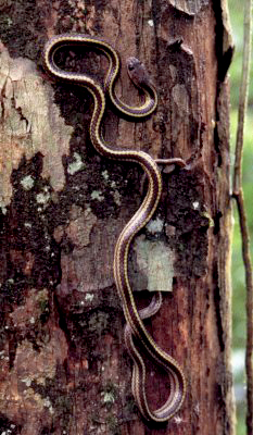 _Lampropeltis pyromelana_ using CP up a tree