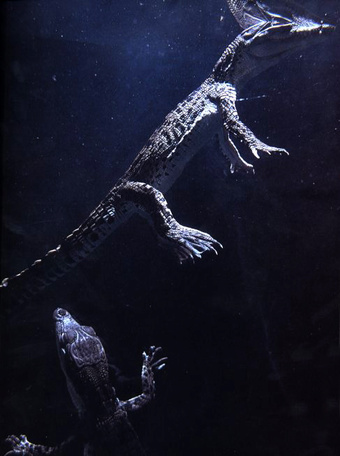 Aren't these baby crocs sooo cute?