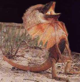 _Chlamydosaurus kingii