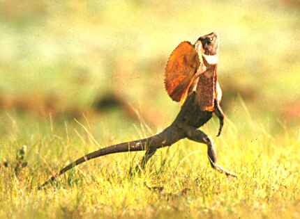 bipedal running