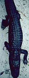 _A.mississippiensis_ overhead shot