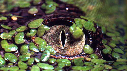 Crocodylian eye