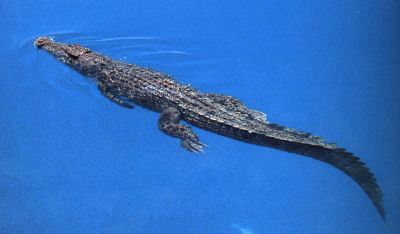 _C.porosus_ in the ocean