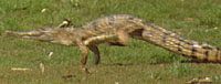 _C.johnstoni_ still in the gallop