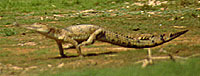 _C.johnstoni_ still galloping