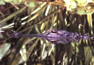 Alligator