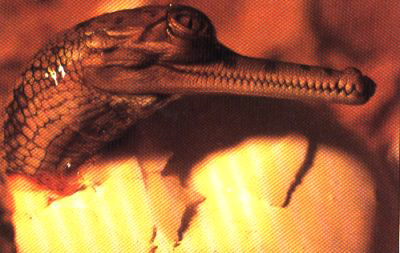 A baby Gharial
