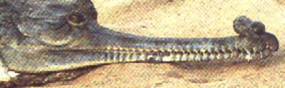 Gavial