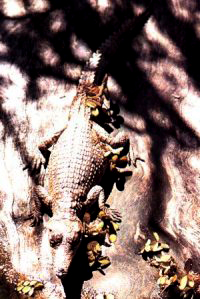 A baby crocodile showing its stuff :)