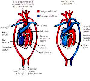crocodylian heart