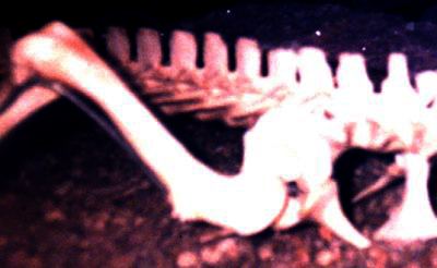 This is the hip hole of a _C.acutus_.