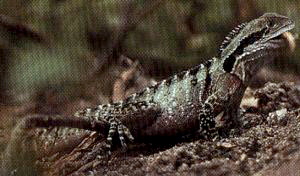 Gulp gulp went the water dragon