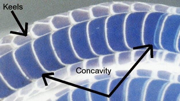 A negative view of the above inset