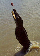 An example of tail walking.