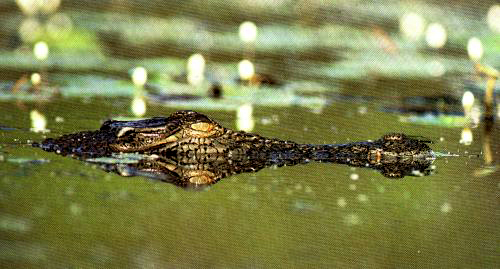Crocodile