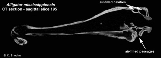 Alligator skull cross section via CT scan