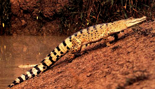 _C.porosus_ in a high walk
