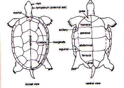 Diagram of scutes