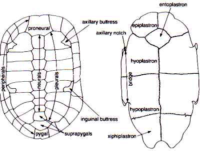 Diagram of turtle shell
