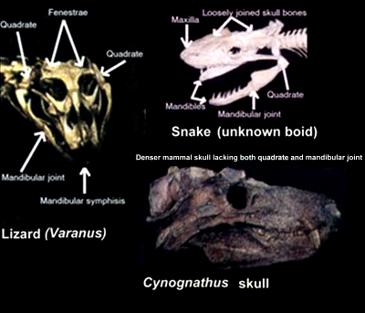 Comparison of three different animal types. Two reptiles and a mammal.